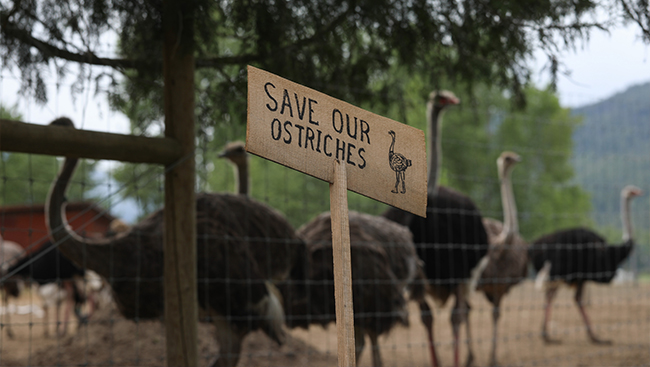 Minister says CFIA following due process in B.C. ostrich cull case